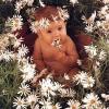 Photo de Anne Geddes