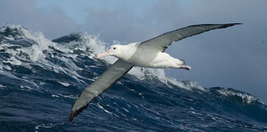 albatros-hurleur-plus-gros-oiseau.jpg