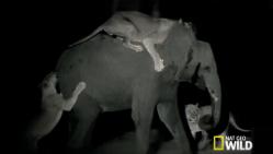 bagarre-animal-elephant-attack-lions-nat-geo-wild.jpg