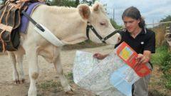 hadrien-camomille-vache-tour-du-monde-insolite-incroyable-histoire.jpg