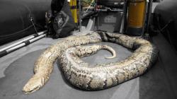 le-cadavre-d-un-serpent-de-40-kg-decouvert-dans-la-seine.jpg