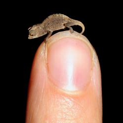 most-tiny-chameleon-world-plus-petit-cameleon-du-monde.jpg