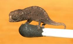 tiny-chameleon-plus-petit-cameleon-du-monde-muscle-homme-femme-chien-chat.jpg